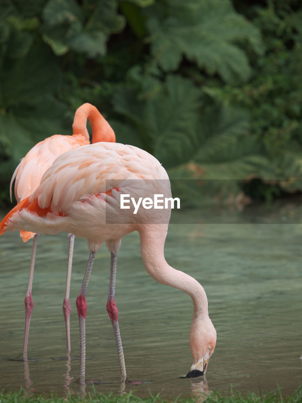 FLAMINGOS STANDING IN LAKE