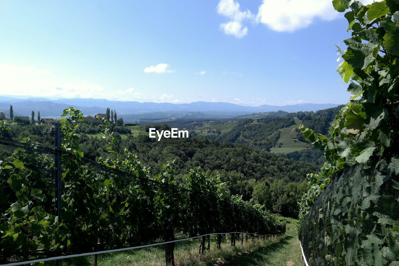 SCENIC VIEW OF AGRICULTURAL LANDSCAPE AGAINST SKY