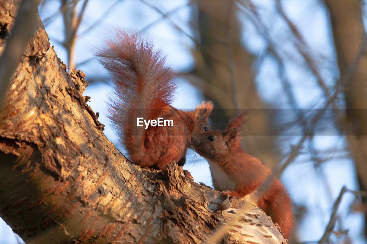 SQUIRREL ON TREE TRUNK