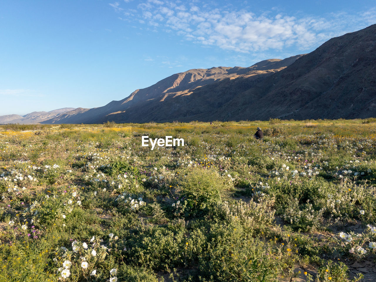 Scenic view of grassy field against sky