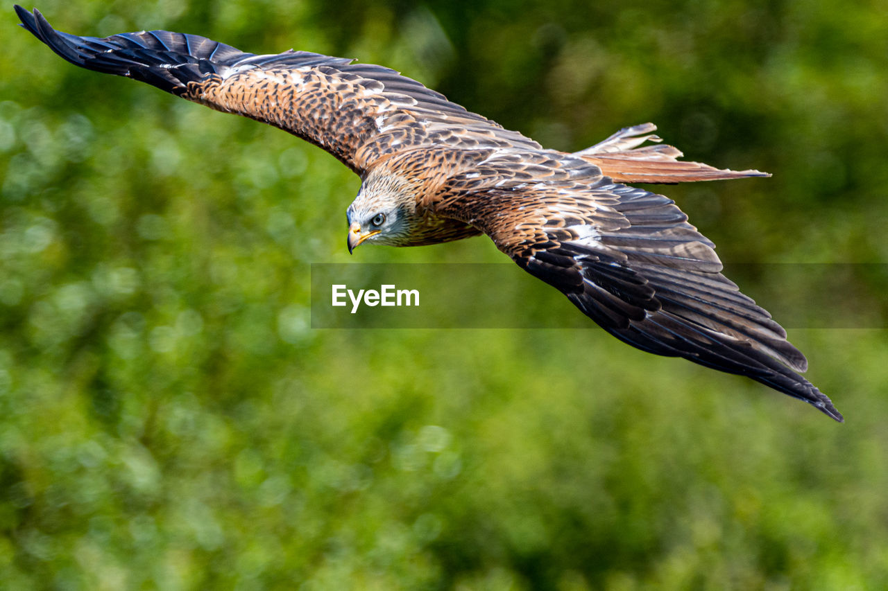 BIRD FLYING IN A BLURRED BACKGROUND