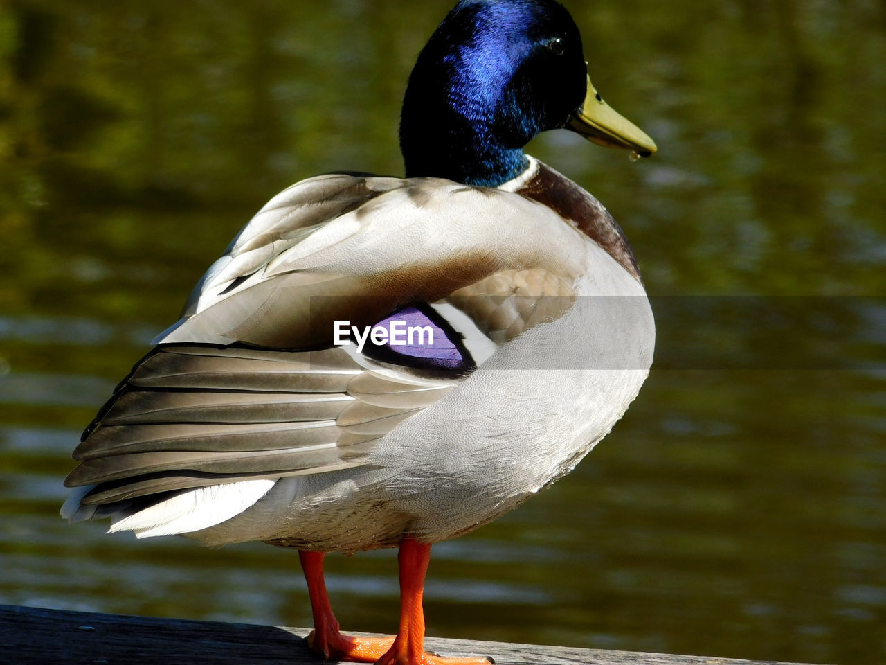 CLOSE-UP OF A DUCK