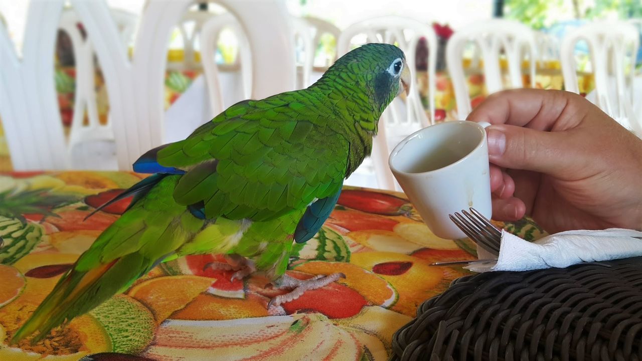 Cropped hand holding cup by parrot