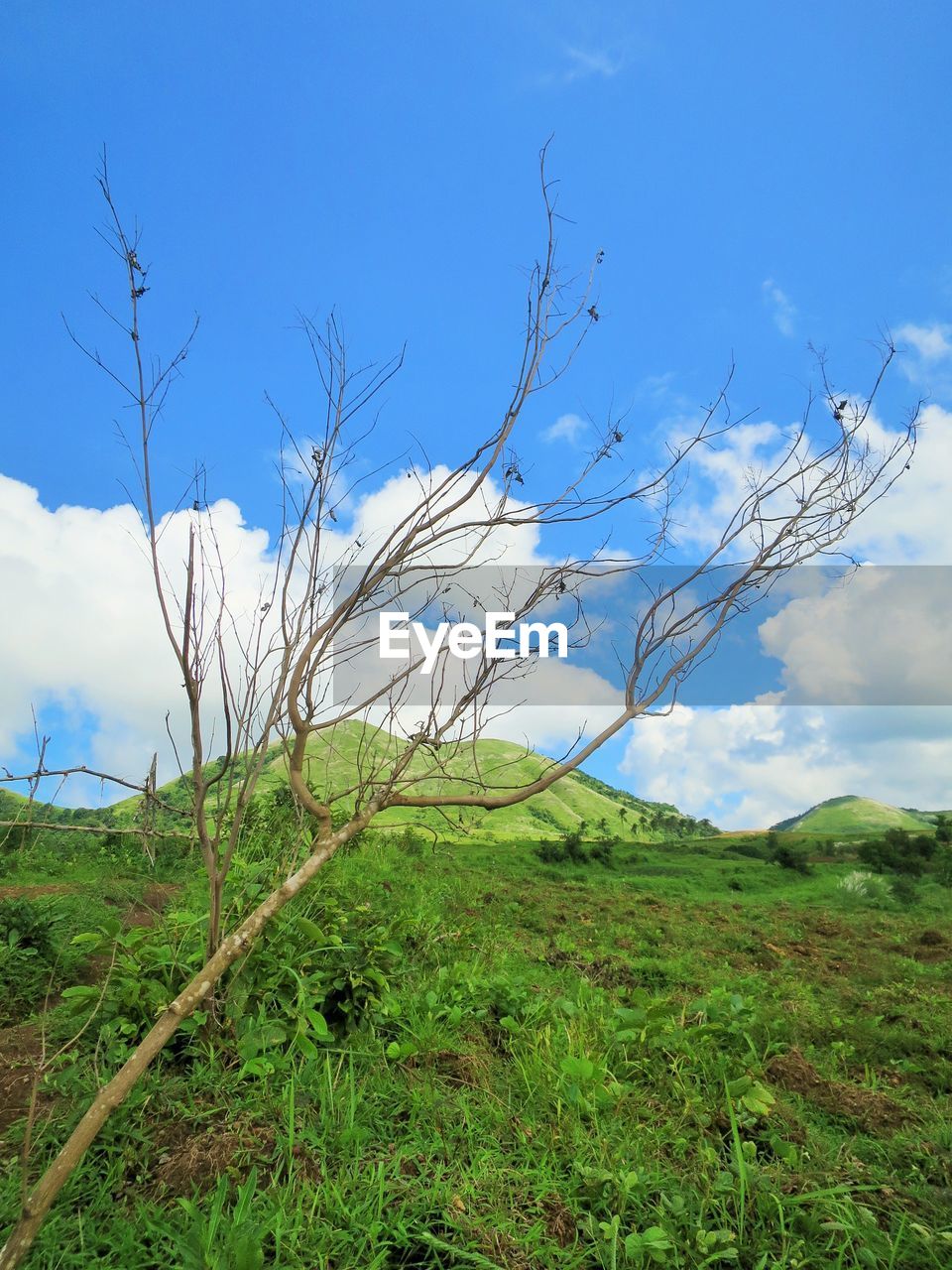 BARE TREES ON FIELD AGAINST SKY