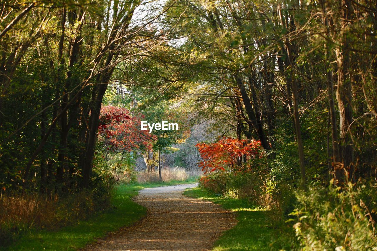 Road amidst trees in forest during autumn