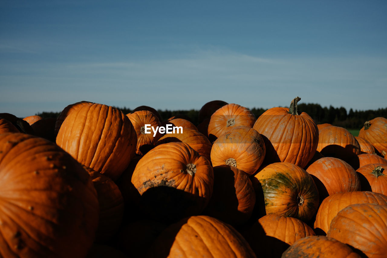 Close-up of pumpkins on field against sky