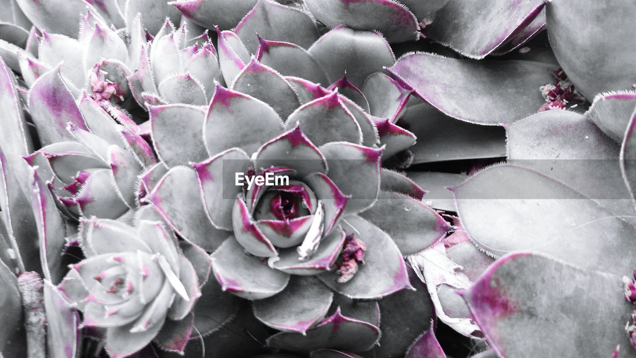 Close-up of cactus flowers