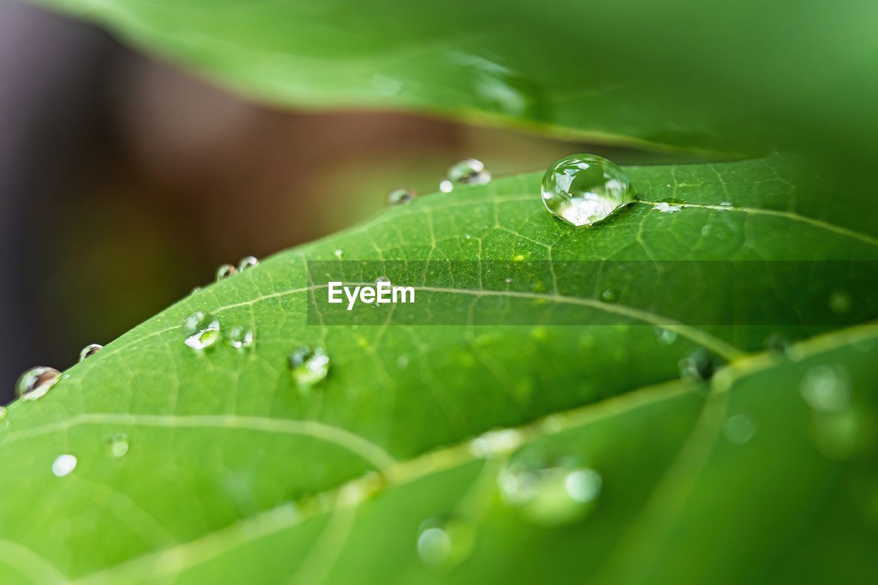 CLOSE-UP OF WATER DROPS ON LEAF