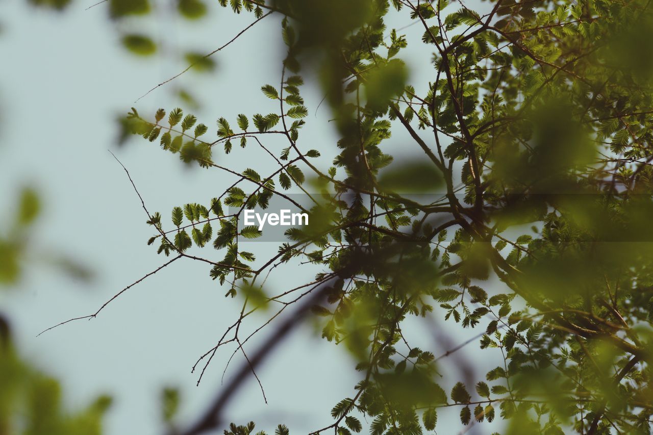 Low angle view of leaves on branches