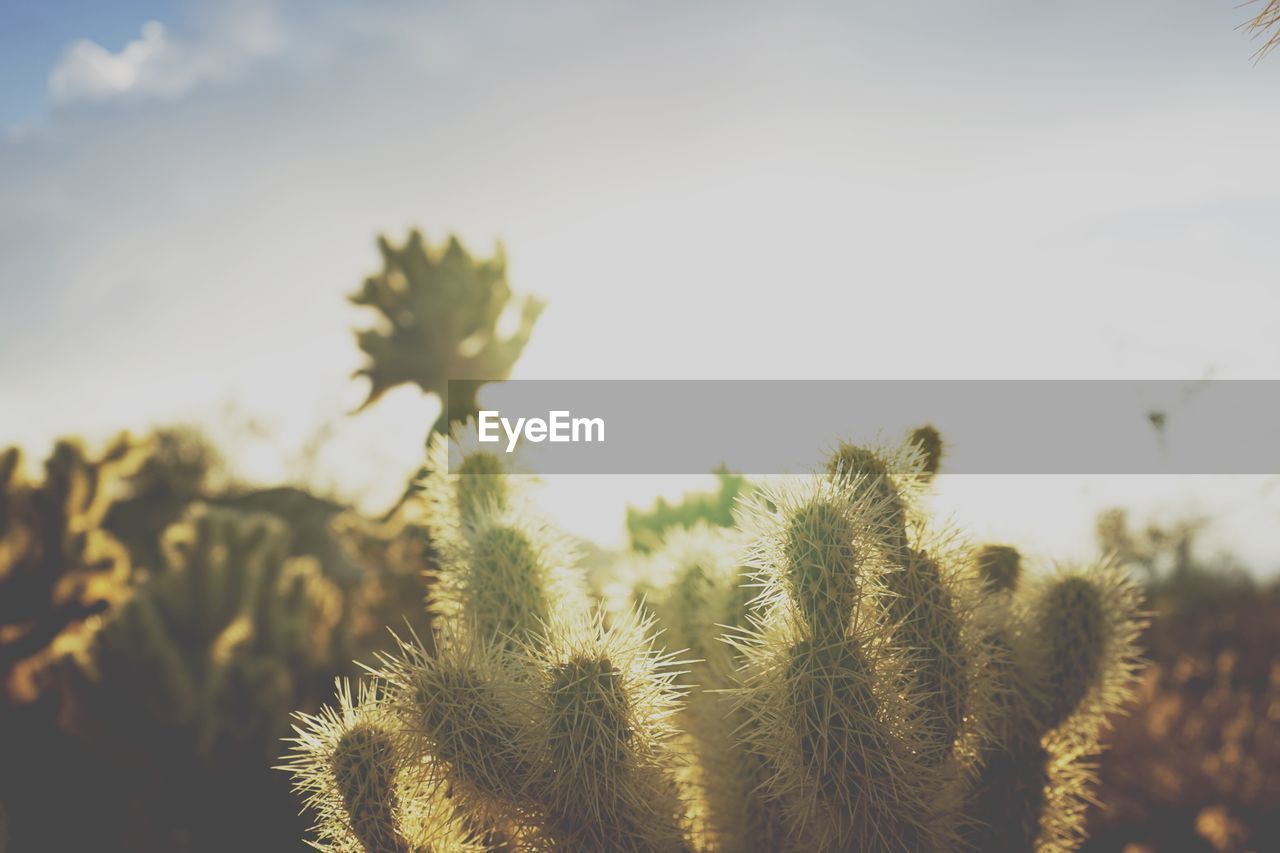 CLOSE-UP OF FRESH CACTUS PLANT AGAINST SKY