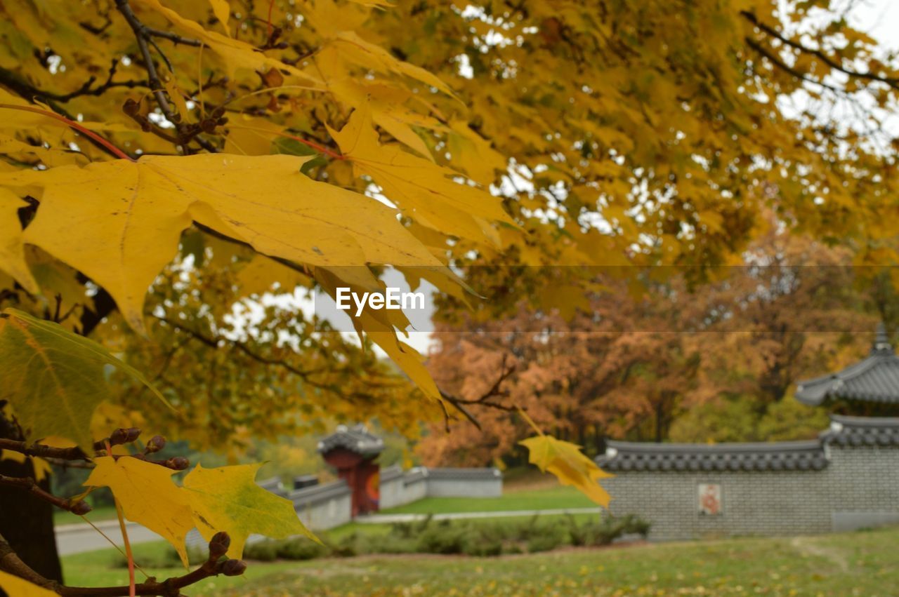 VIEW OF TREES IN GARDEN