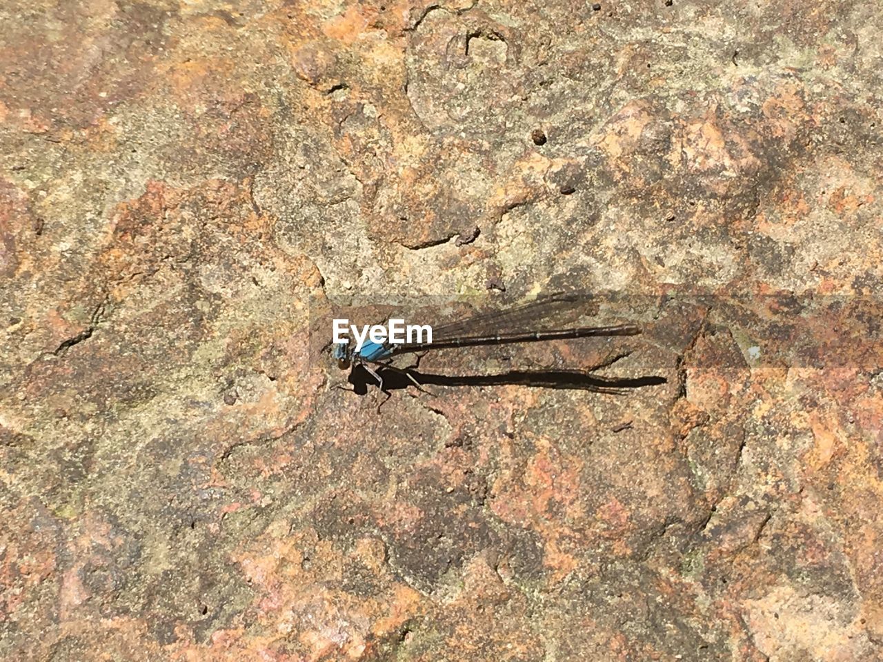 CLOSE-UP OF INSECTS ON ROCK