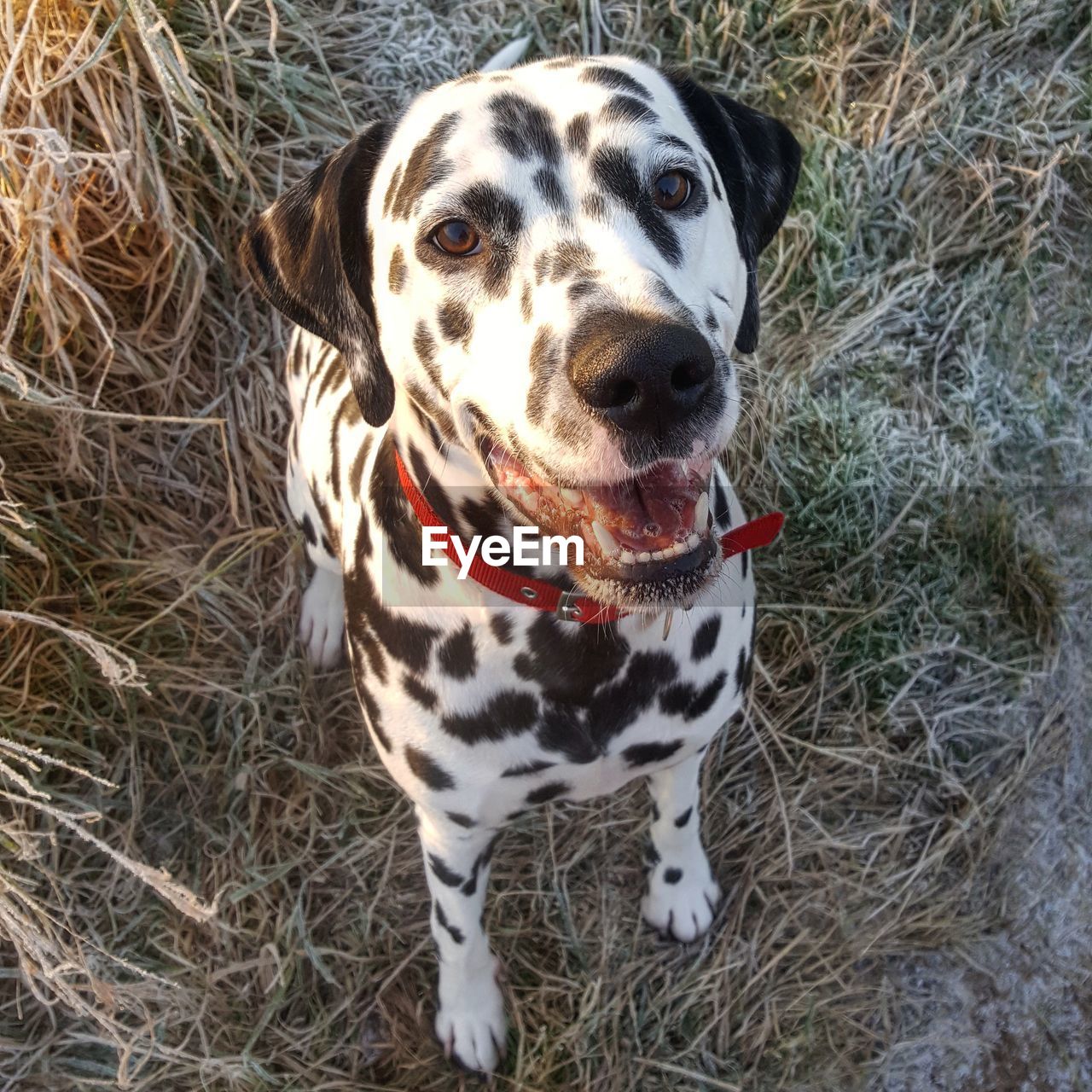 HIGH ANGLE VIEW OF DOG ON FIELD