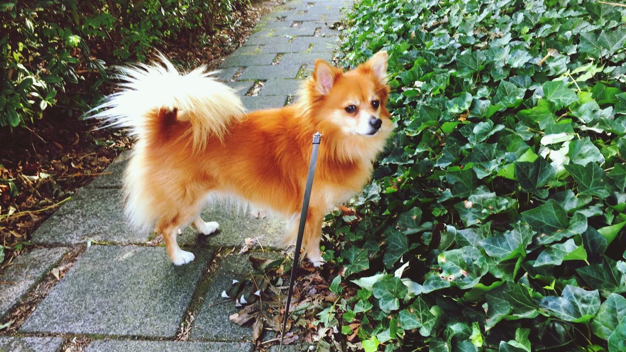 PORTRAIT OF DOG ON GREEN PLANT