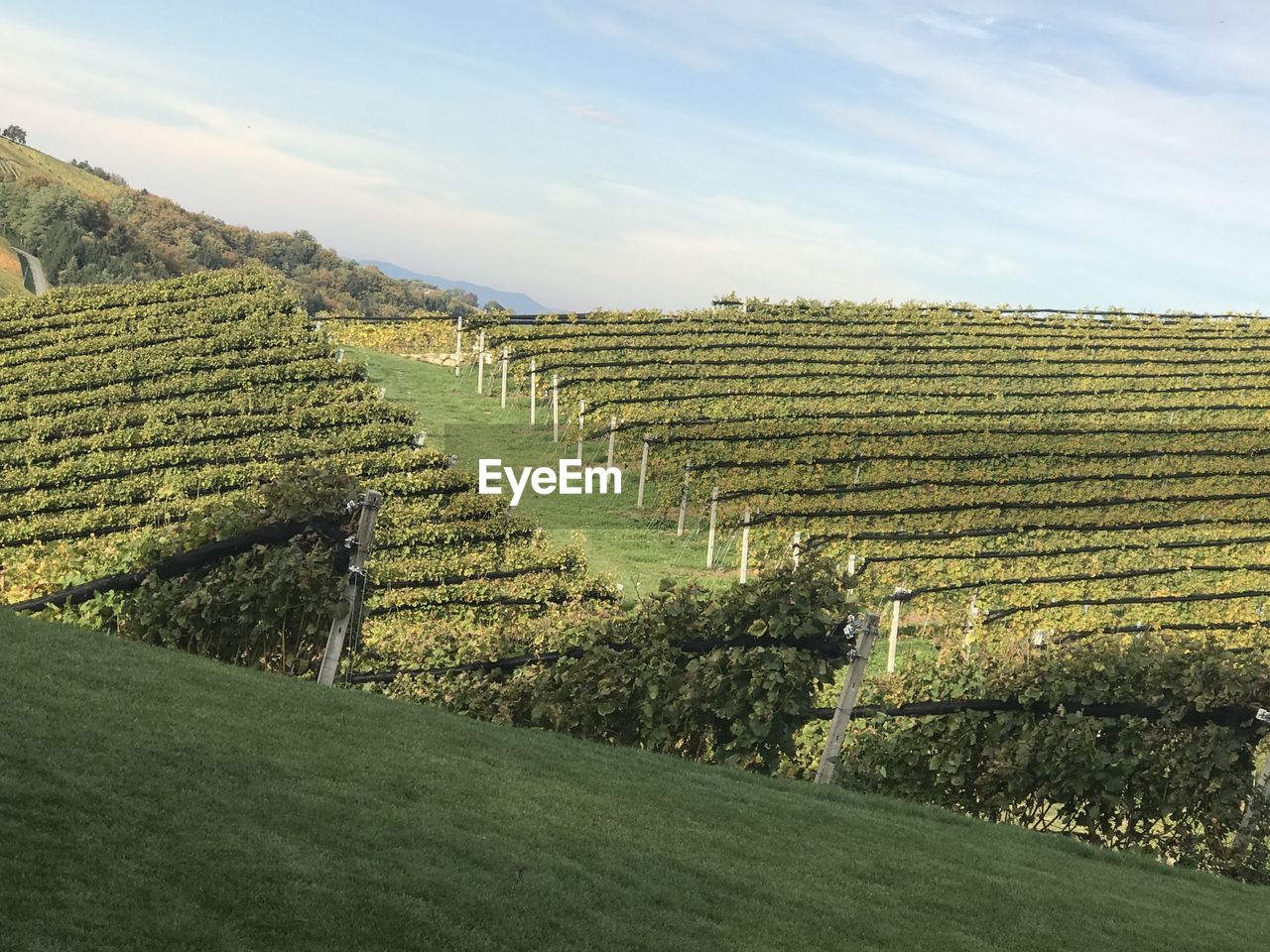 Scenic view of vineyard against sky / vineyards in gamlitz 