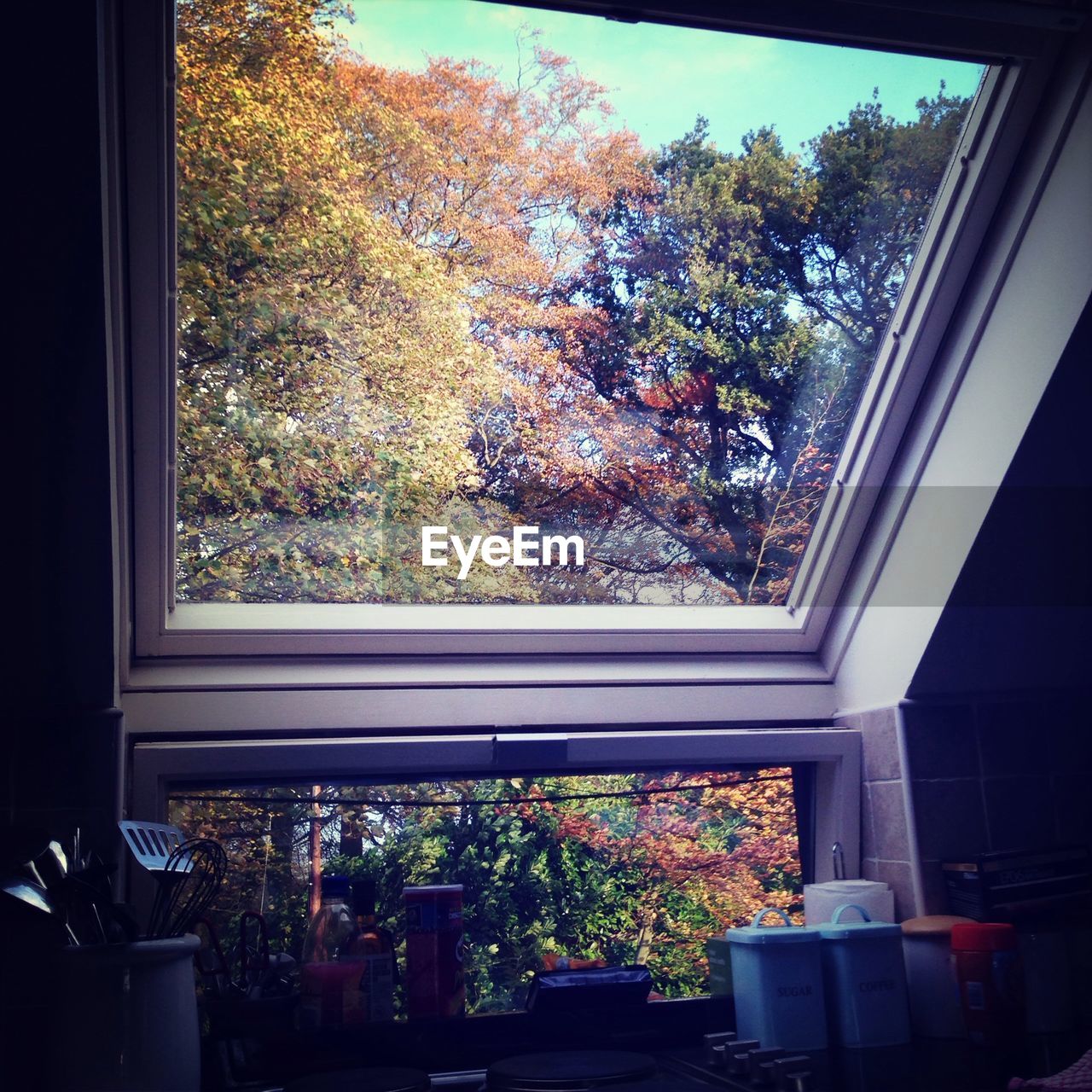 Low angle view of trees seen through glass window of house