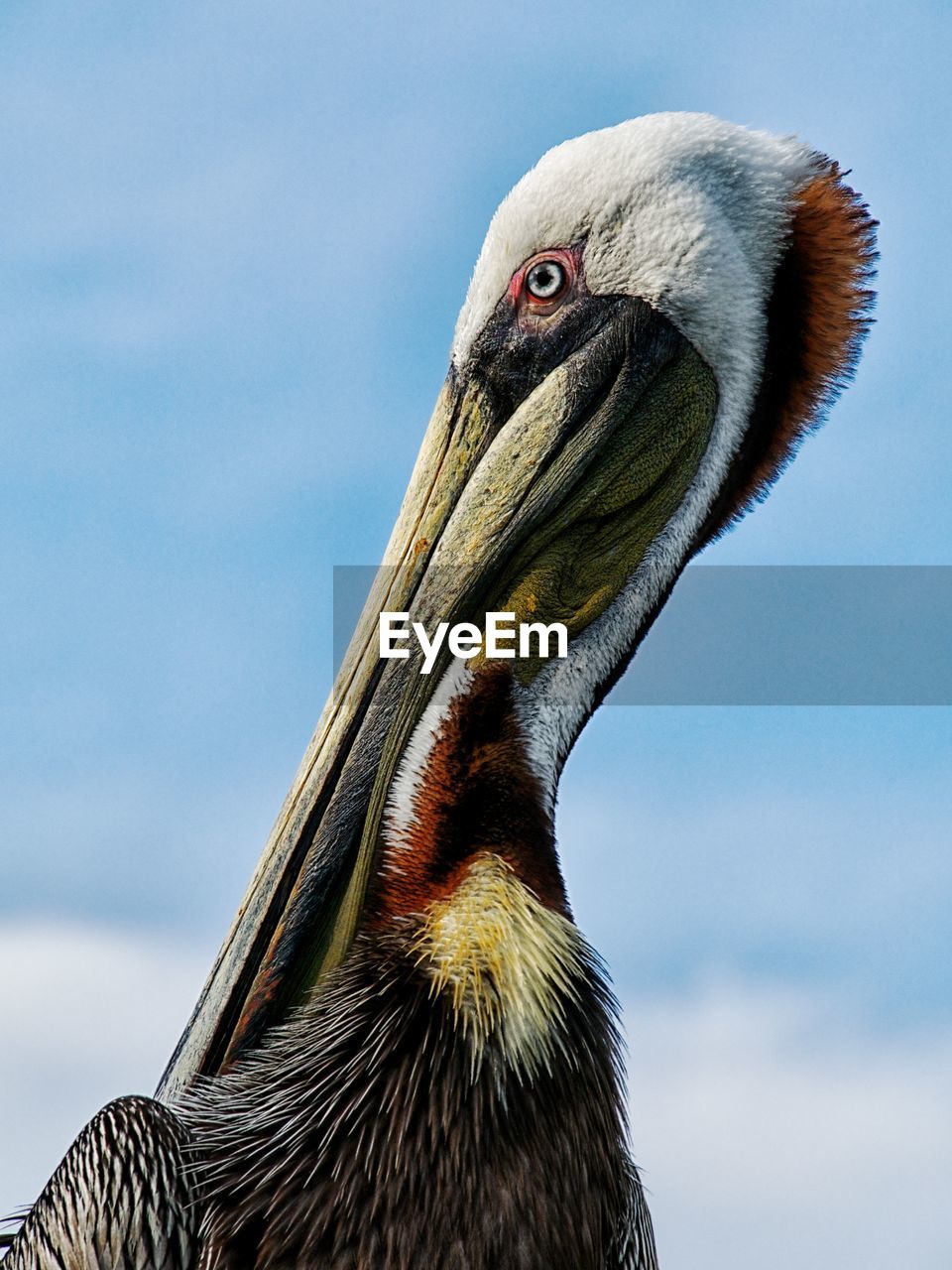 Close-up of pelican preening against sky