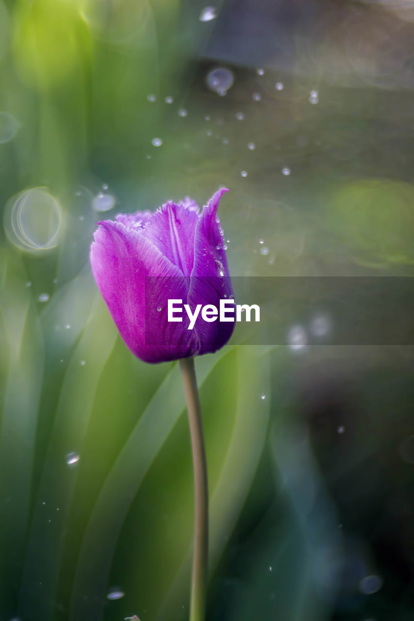 Close-up of purple flower blooming outdoors