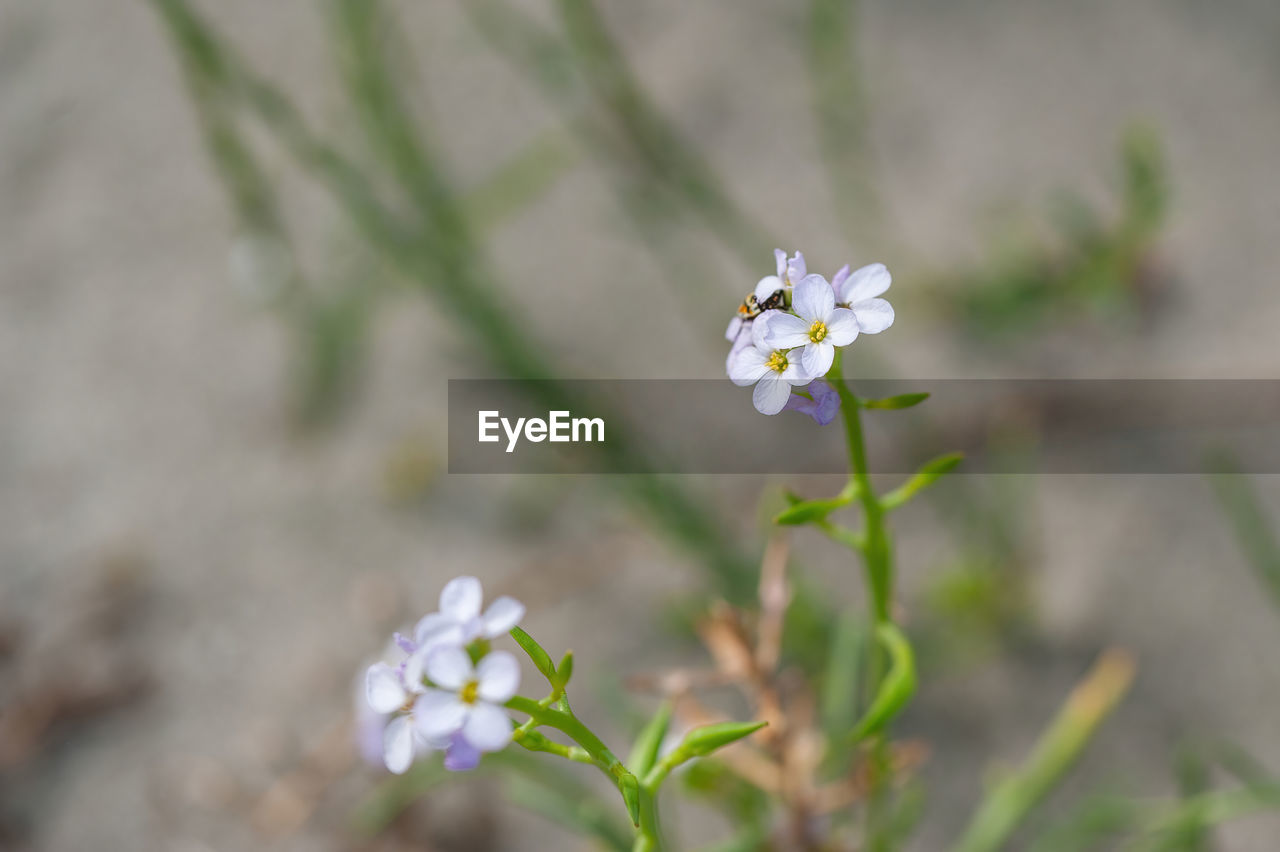 flower, flowering plant, plant, beauty in nature, freshness, fragility, nature, close-up, flower head, petal, growth, springtime, blossom, no people, white, inflorescence, focus on foreground, macro photography, botany, outdoors, selective focus, day, wildflower, environment, forget-me-not