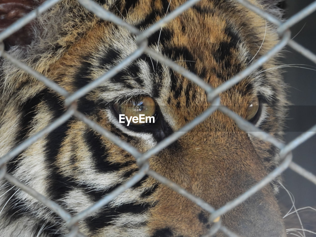 Close up of tiger 's eye behind the cage of the zoo.