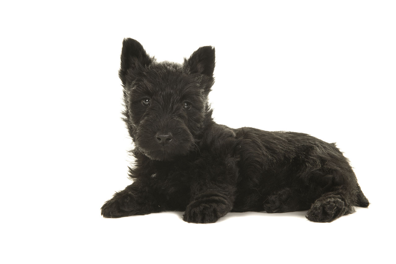 PORTRAIT OF PUPPY AGAINST GRAY BACKGROUND