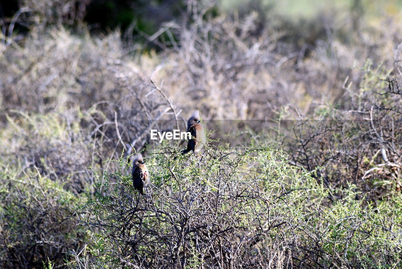 animal, animal themes, animal wildlife, grass, wildlife, nature, plant, bird, one animal, no people, flower, land, day, outdoors, wilderness, perching, focus on foreground, environment, field, beauty in nature, tree