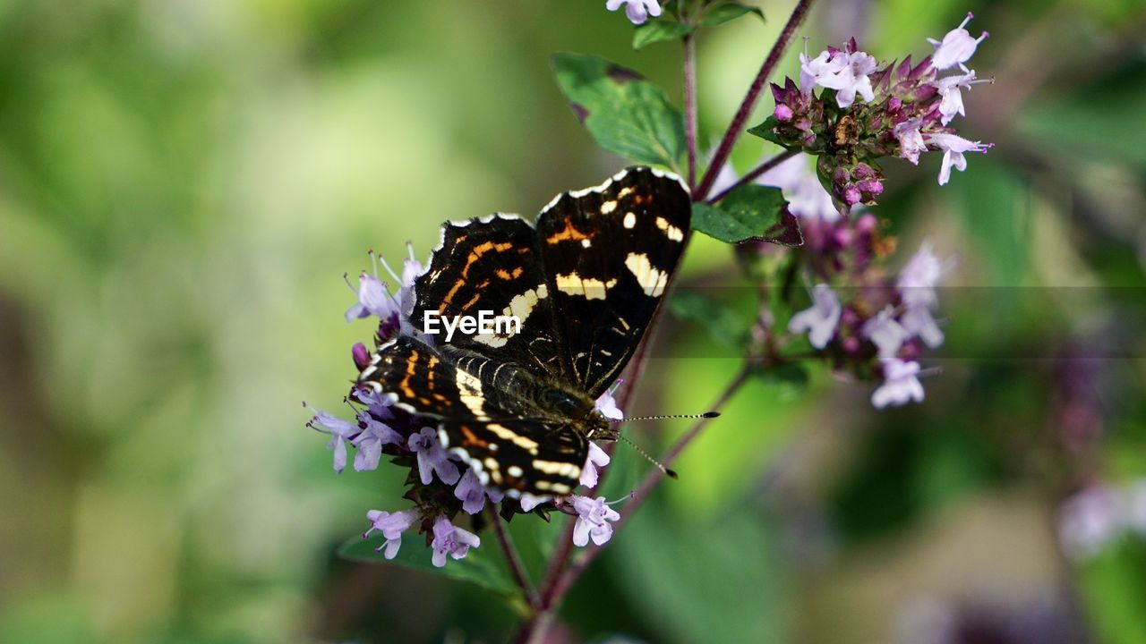 Close-up of butterfly pollinating on purple flower