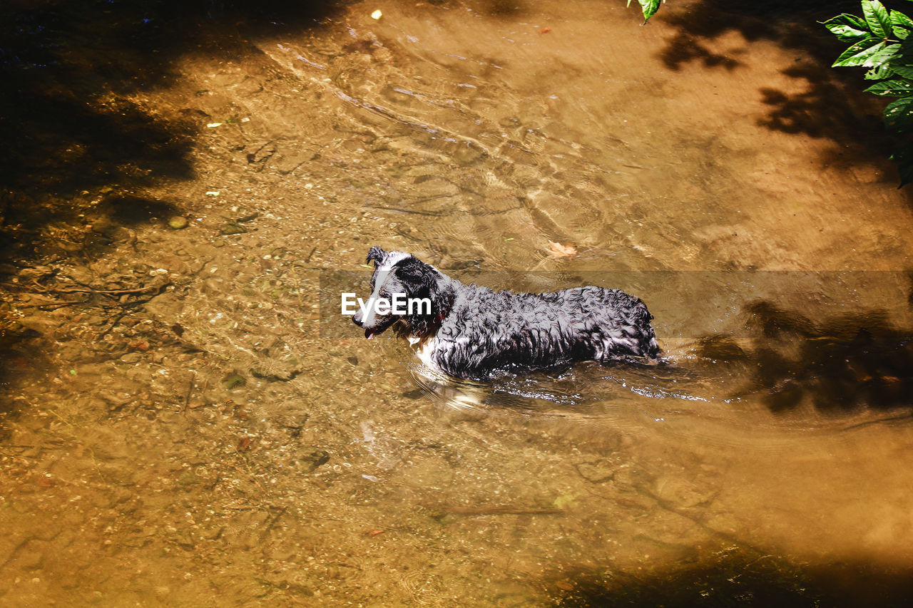 HIGH ANGLE VIEW OF DOG AT WATER