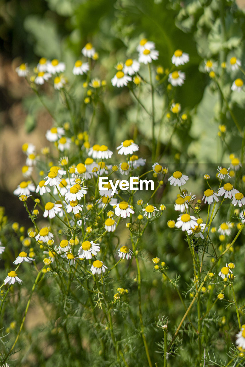 CLOSE-UP OF YELLOW FLOWERING PLANTS ON LAND