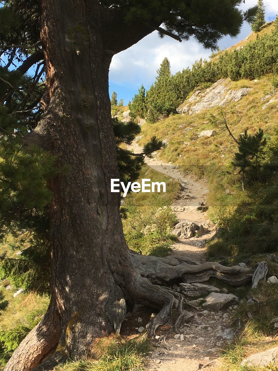 VIEW OF TREE TRUNK