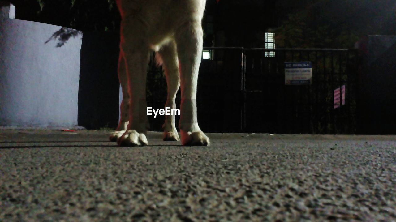 LOW SECTION OF DOG STANDING BY CAR