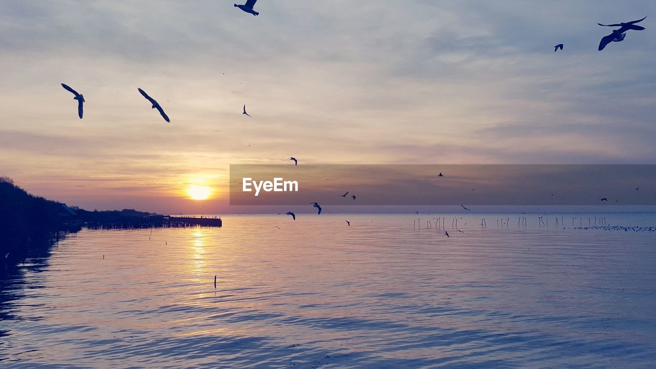 BIRDS FLYING OVER SEA AGAINST SKY