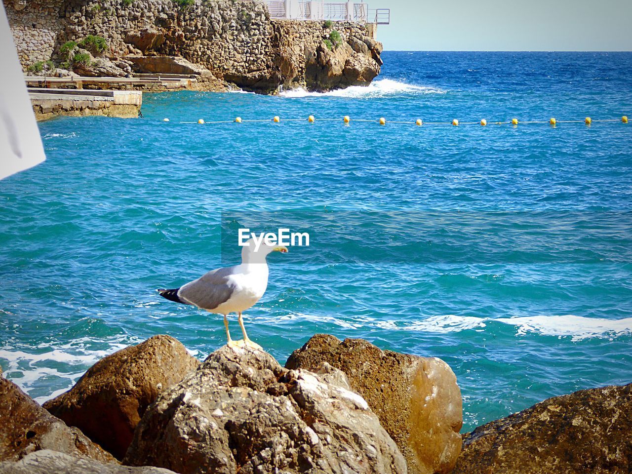 SEAGULL PERCHING ON ROCK IN SEA