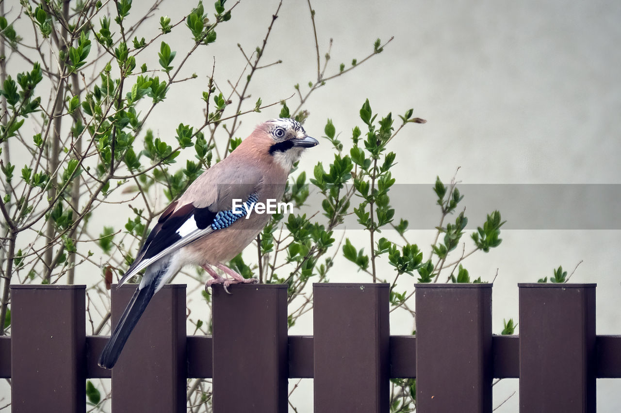 BIRD PERCHING ON RAILING