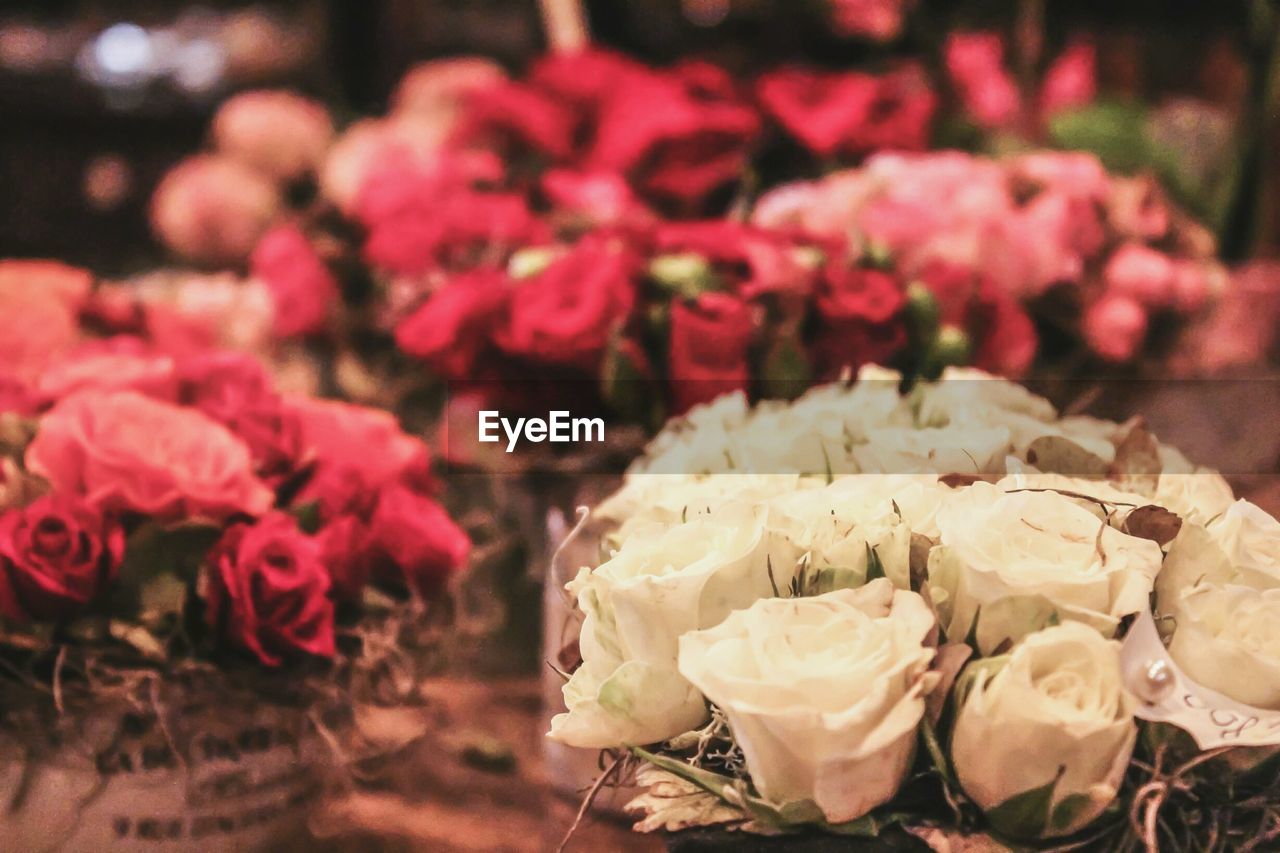 CLOSE-UP OF ROSES ON PINK ROSE