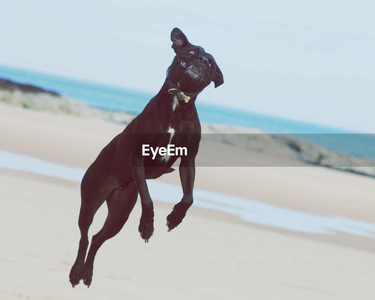 Dog jumping at beach against sky