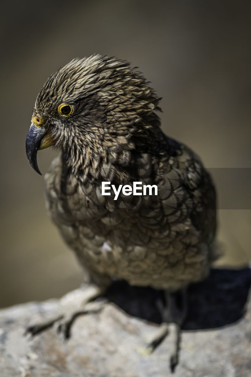 Close-up of kea parrot