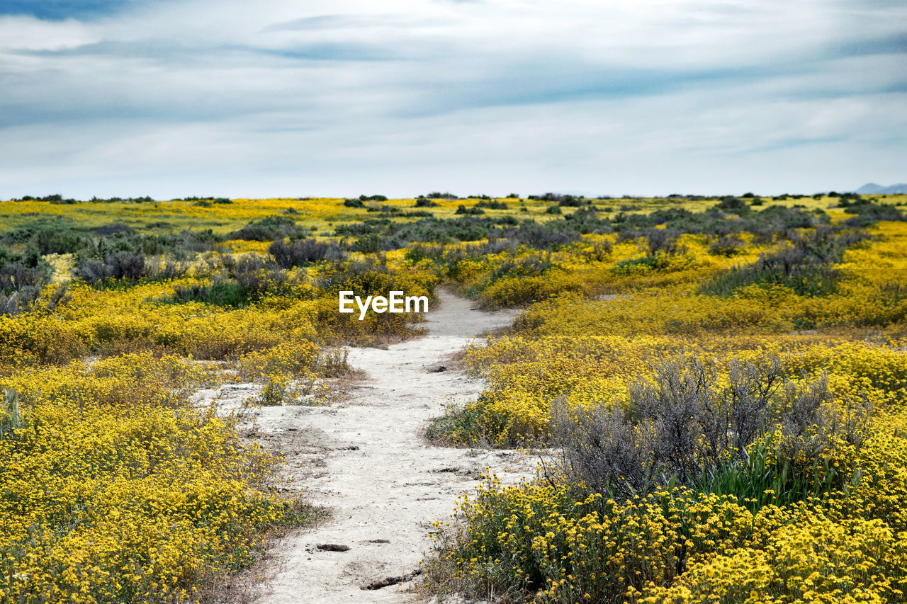 Scenic view of yellow flowering plants on land against sky