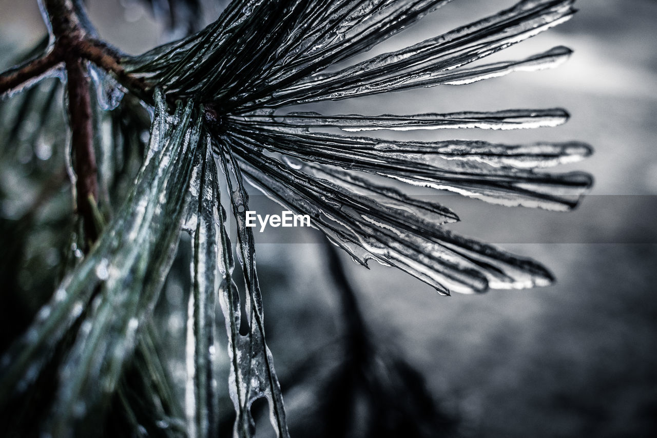 CLOSE-UP OF PALM TREE