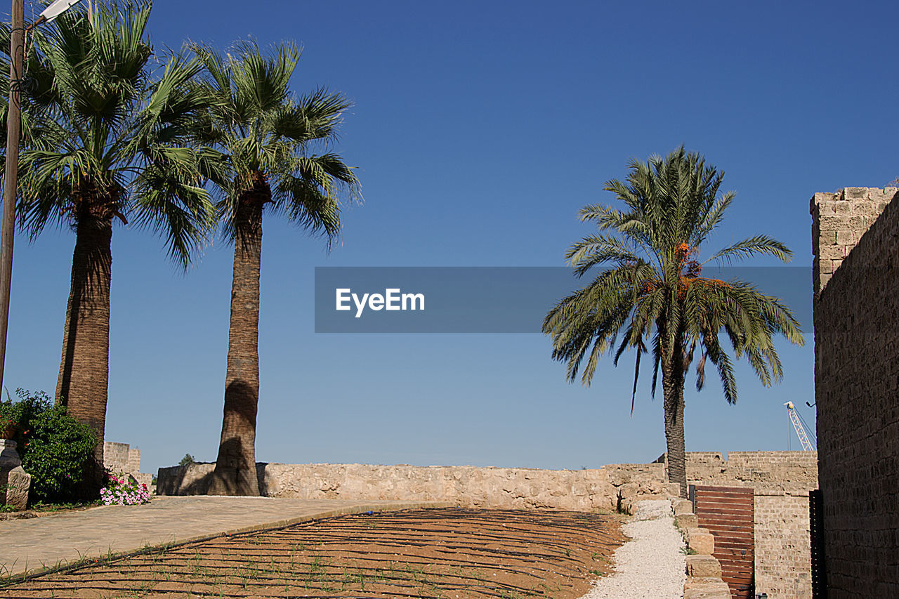 PALM TREE AGAINST SKY