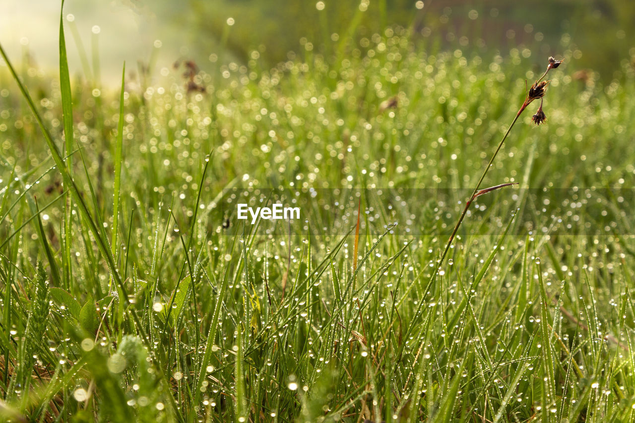 Close-up of wet plants