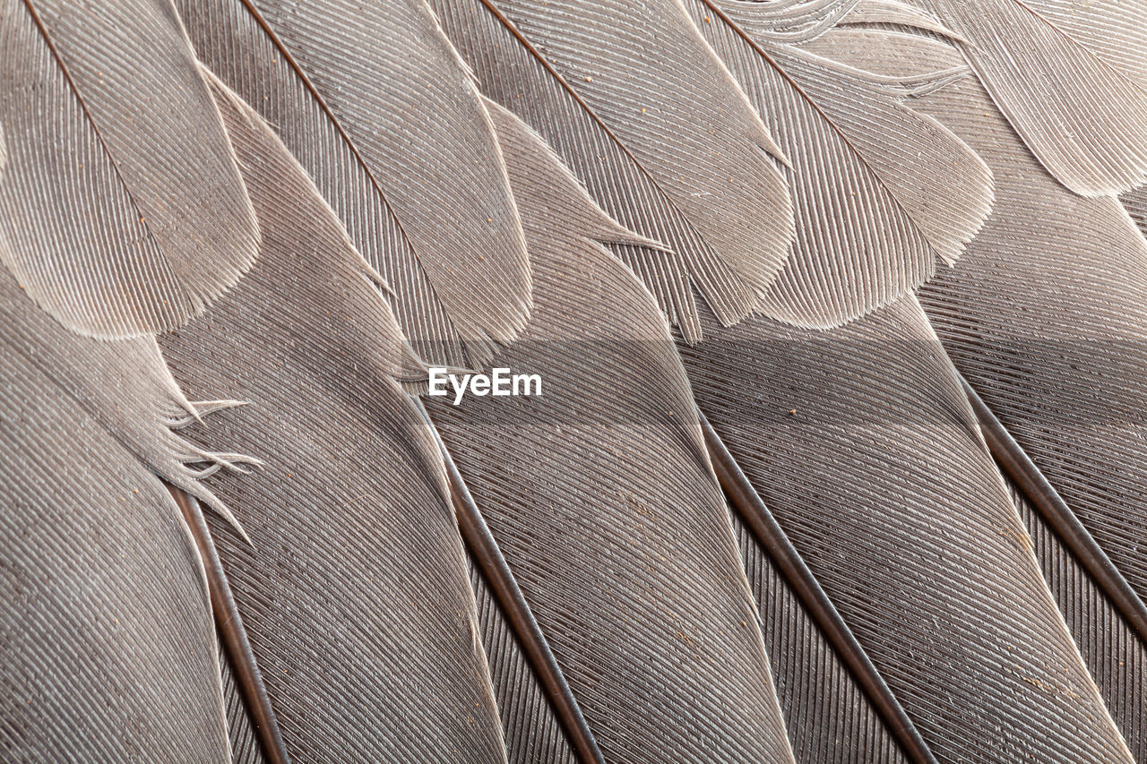 Feather pattern in high magnification closeup