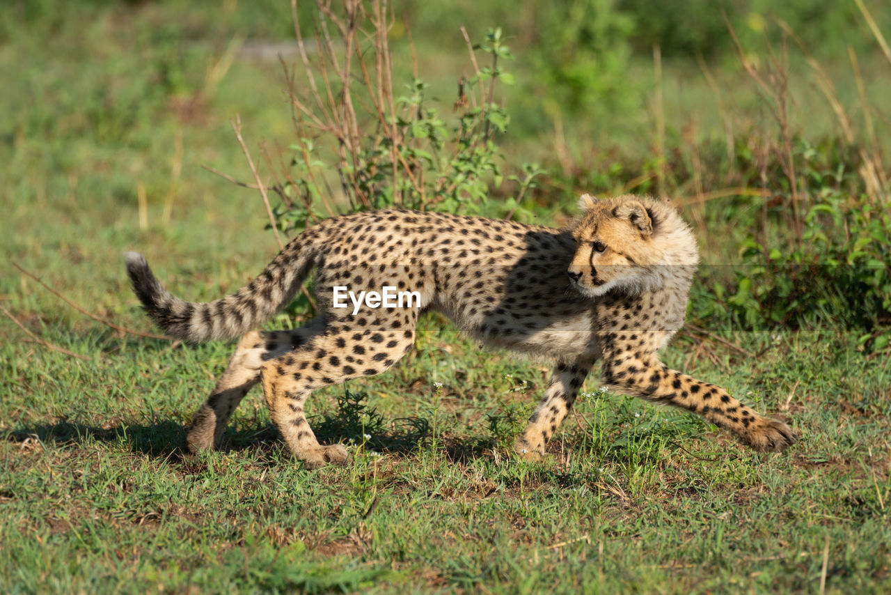 Cheetah cub runs over grass looking back