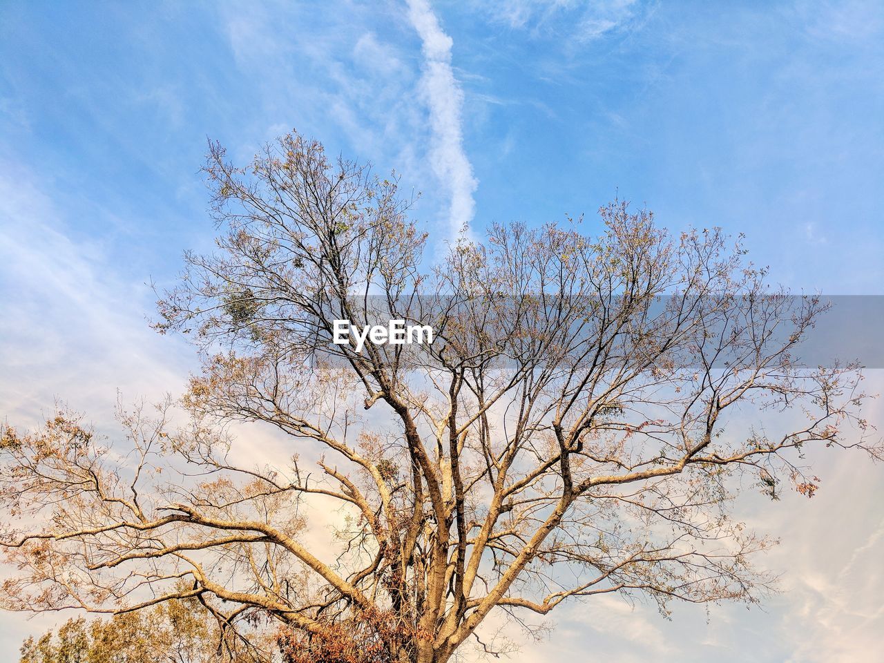 LOW ANGLE VIEW OF TREES AGAINST SKY