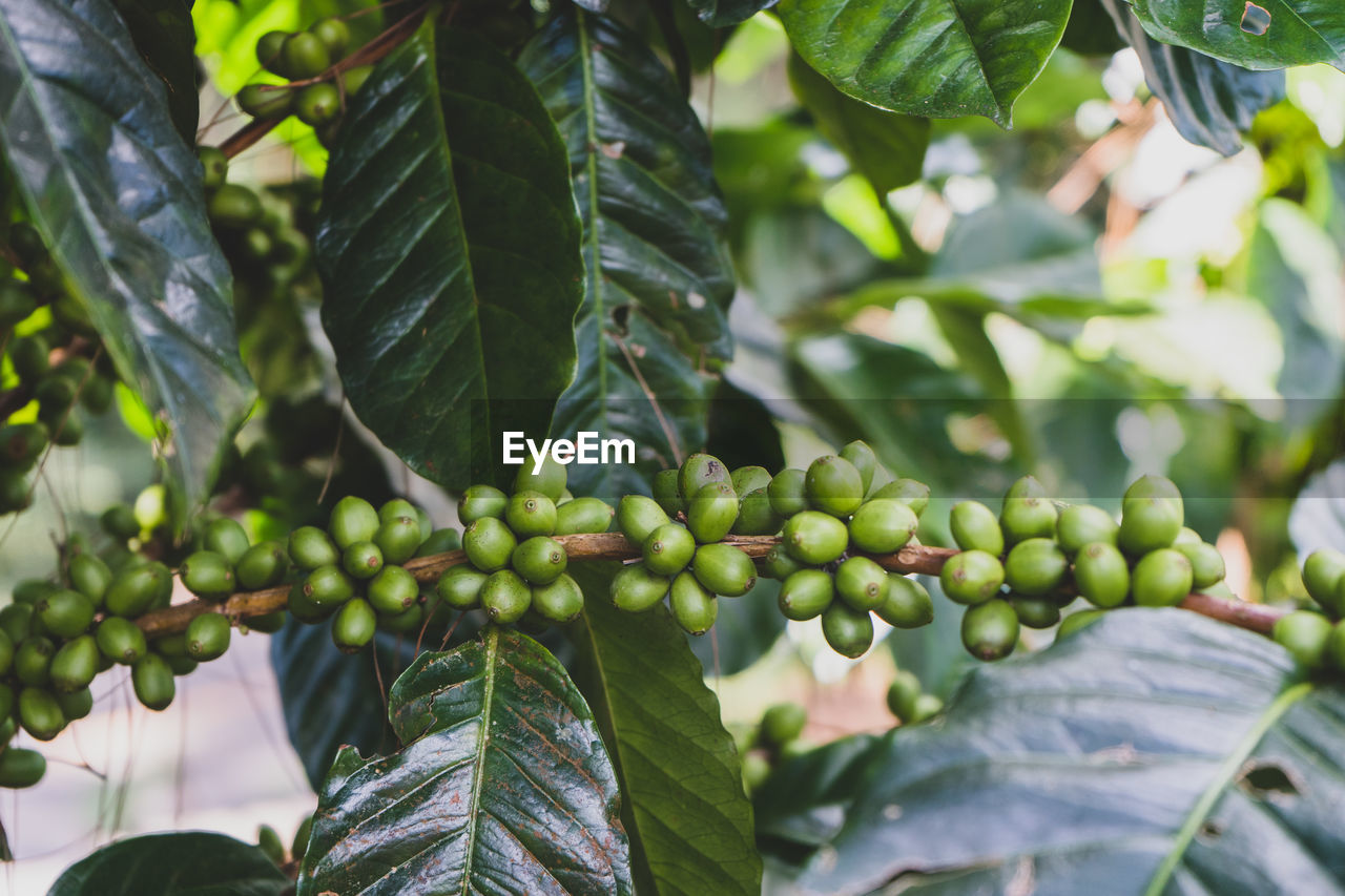 CLOSE-UP OF FRUITS ON TREE