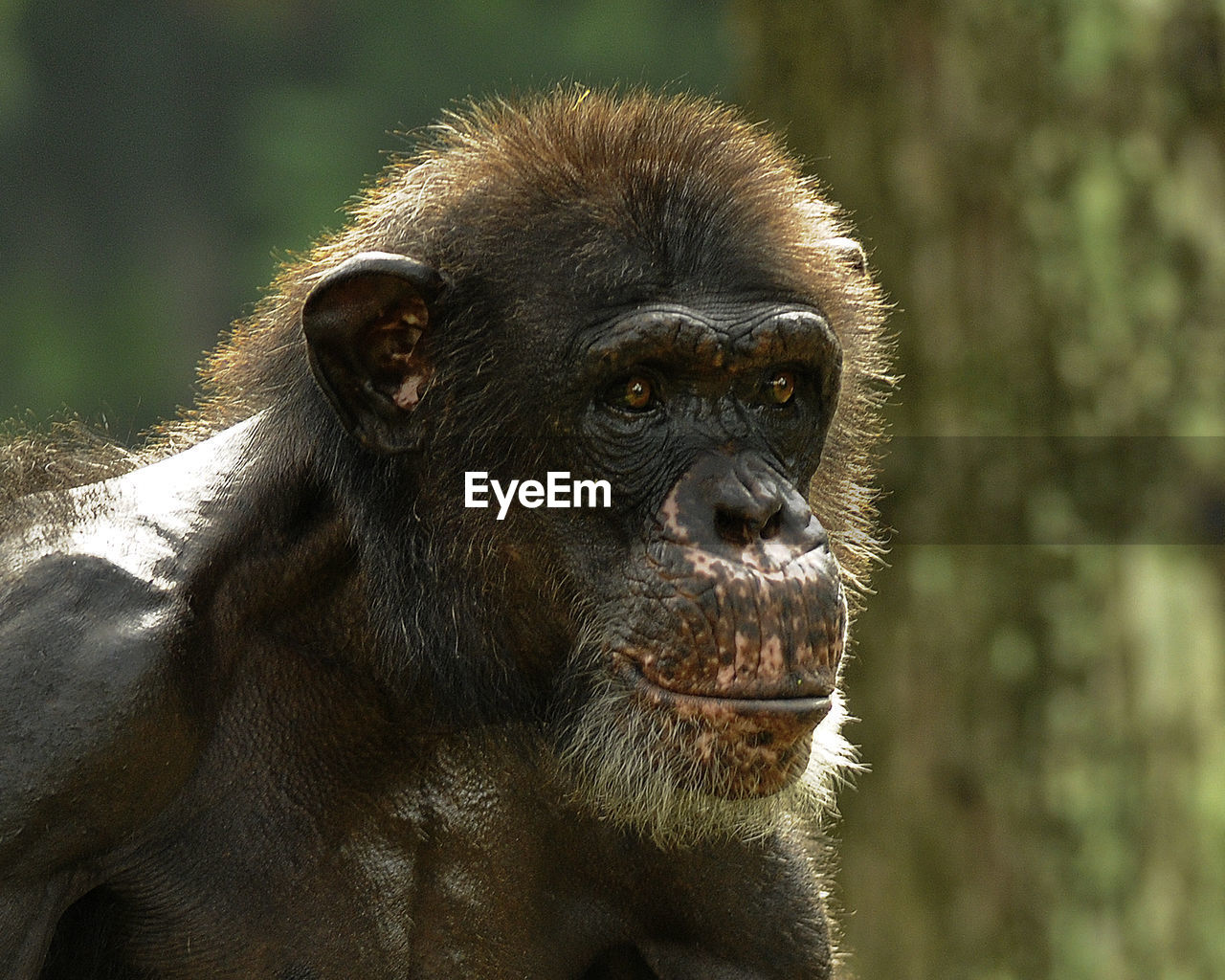 CLOSE-UP PORTRAIT OF MONKEYS