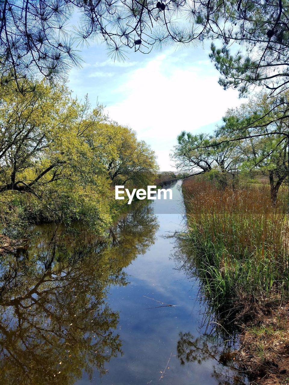 REFLECTION OF TREES IN LAKE