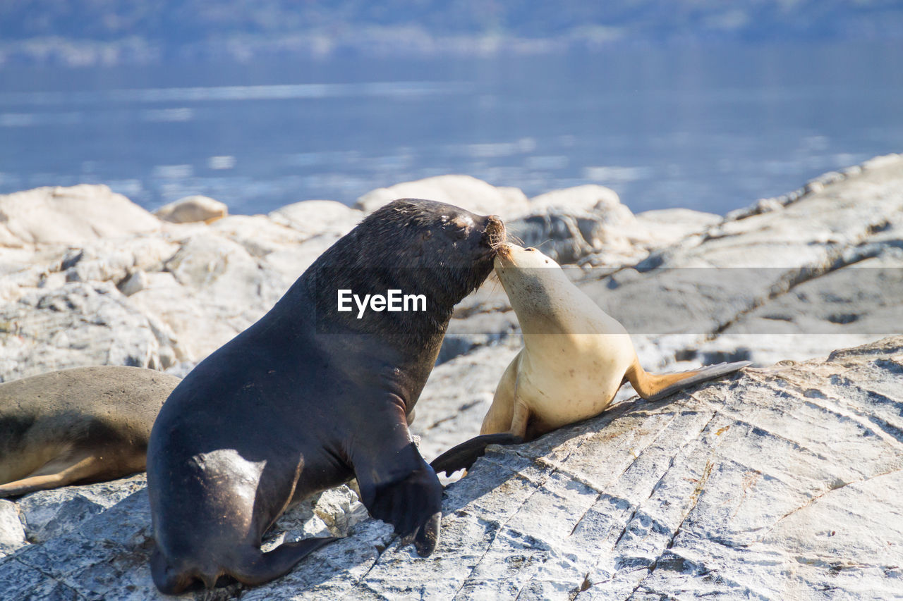 close-up of seal at beach