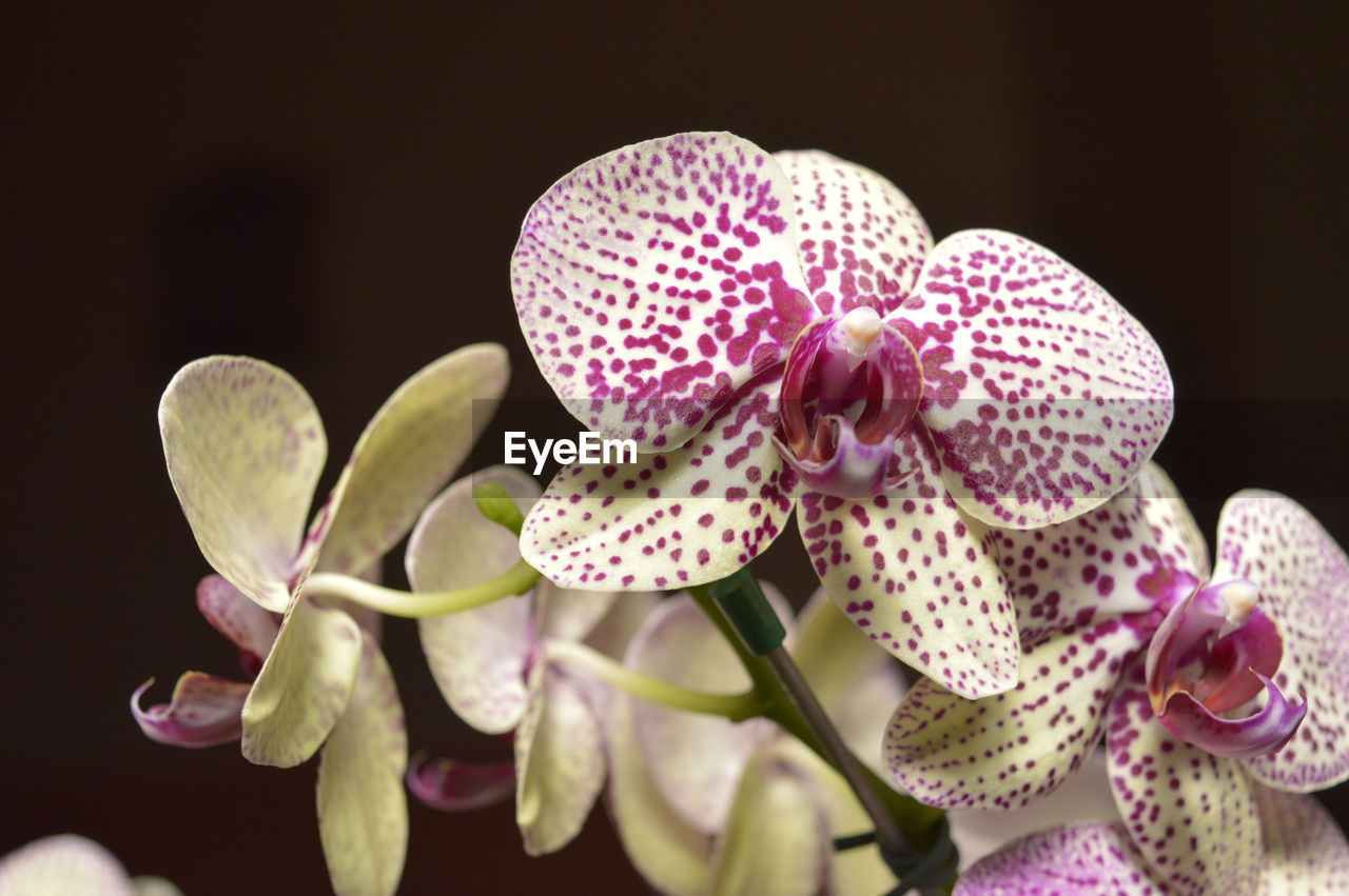 CLOSE-UP OF FLOWERS BLOOMING OUTDOORS