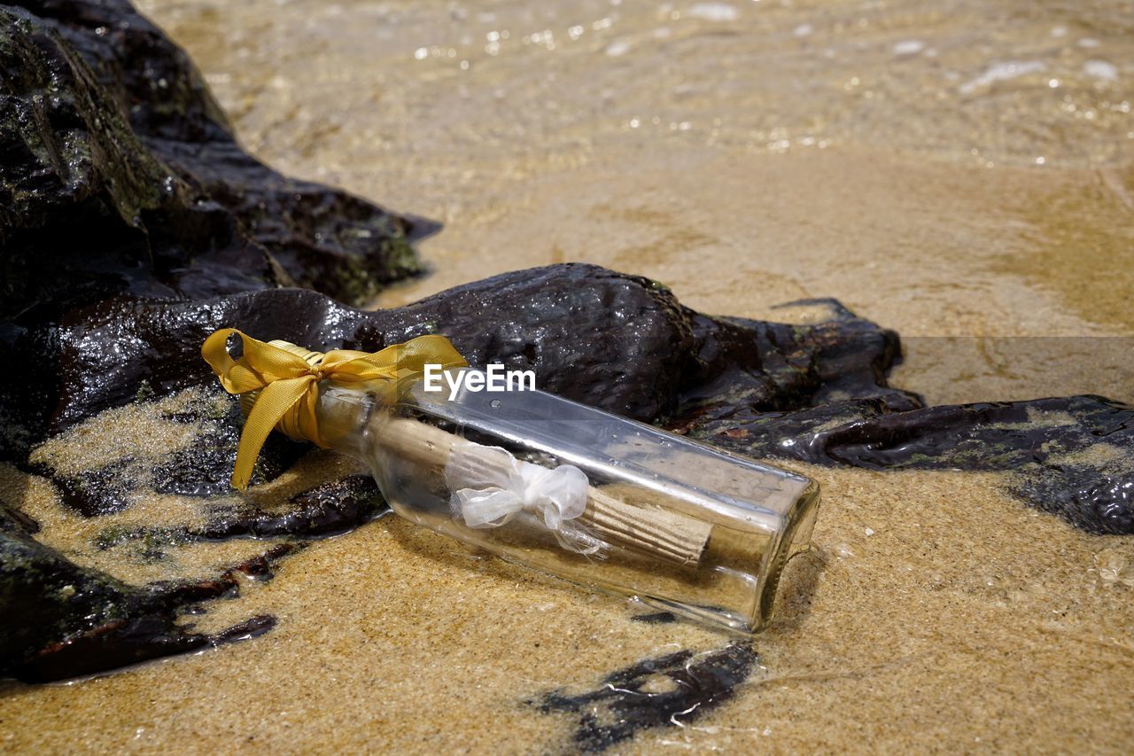 VIEW OF AN ANIMAL ON ROCK